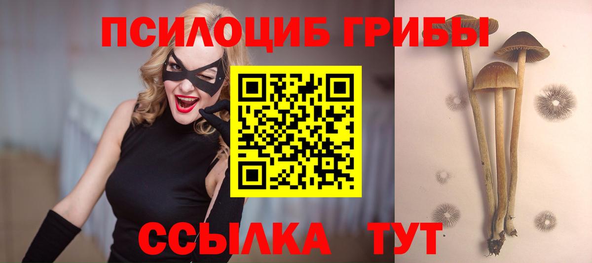 купить наркоту  Большой Камень  Псилоцибиновые грибы GOLDEN TEACHER 